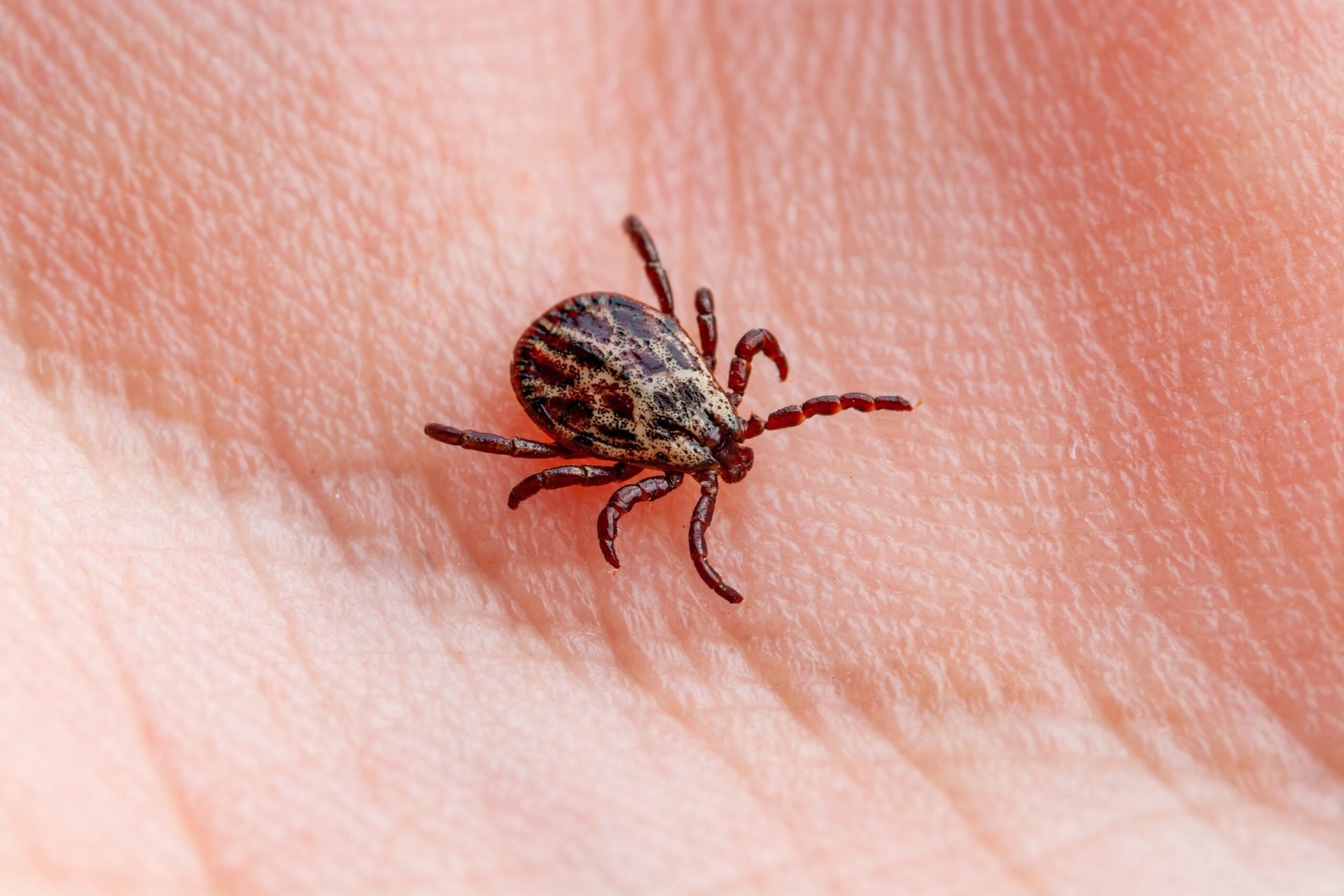 Ticks